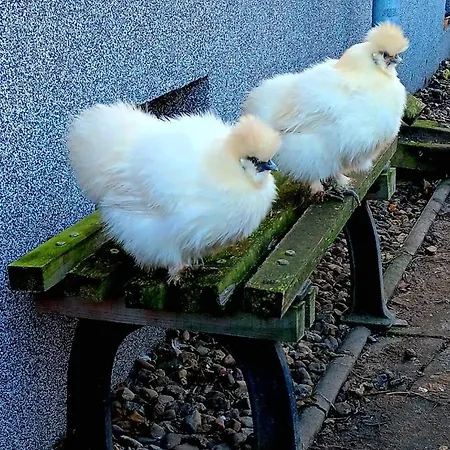 Apartman Am Grossen Bruch *