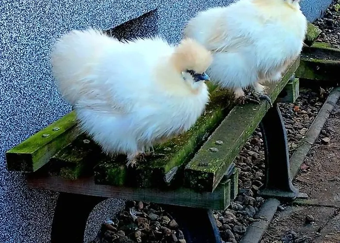 Apartman Am Grossen Bruch *